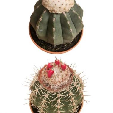 077 UNIDAD DE MELOCACTUS C-17